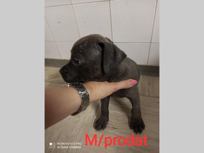 blue nose pit bul terijeri štenci besplatni mali oglasi