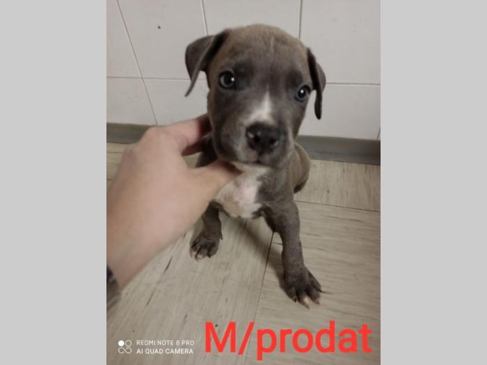 blue nose pit bul terijeri štenci besplatni mali oglasi