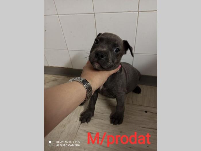 blue nose pit bul terijeri štenci besplatni mali oglasi