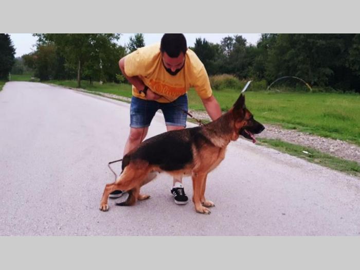 nemački ovčar štene mužjak muško štene besplatni mali oglasi