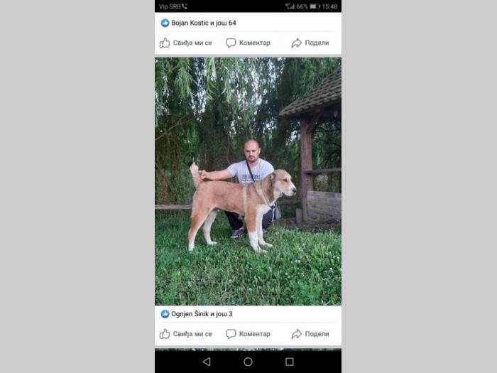 srednjeazijski ovčar štene besplatni mali oglasi