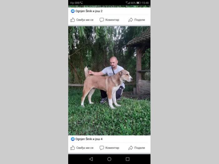 srednjeazijski ovčar štene besplatni mali oglasi