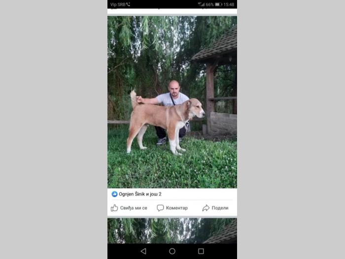 srednjeazijski ovčar štene besplatni mali oglasi
