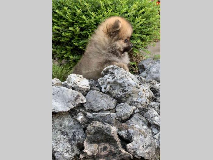 pomeranac boo štenci na prodaju besplatni mali oglasi