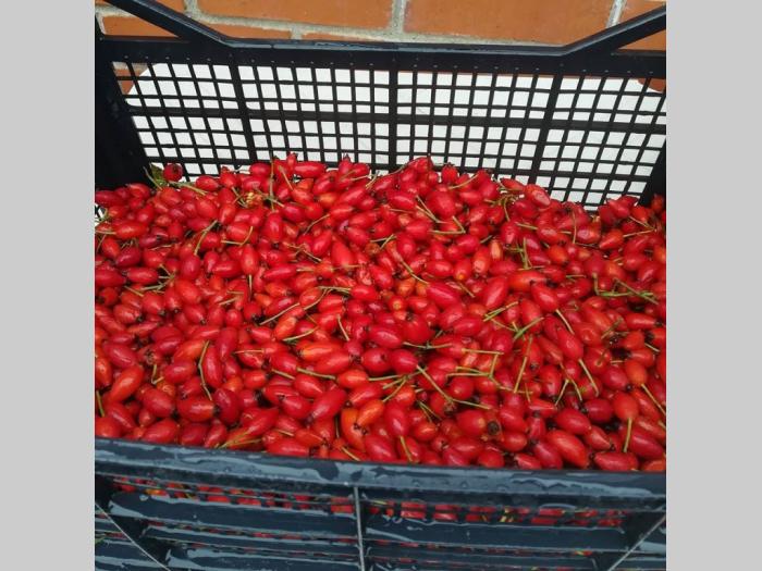 vršimo uslugu pasiranja voća i povrća besplatni mali oglasi