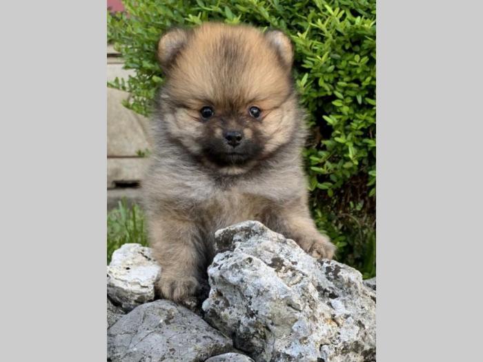 pomeranac boo štenci besplatni mali oglasi