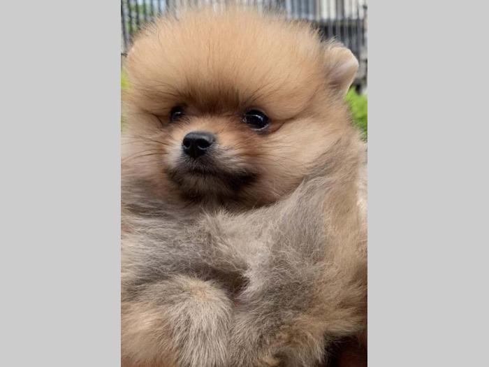 pomeranac boo štenci besplatni mali oglasi