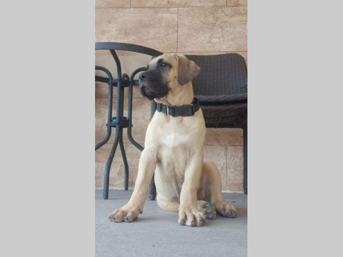 štenci rase dogo canario (presa canario) besplatni mali oglasi
