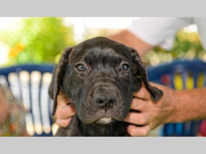 štenci rase dogo canario (presa canario) besplatni mali oglasi