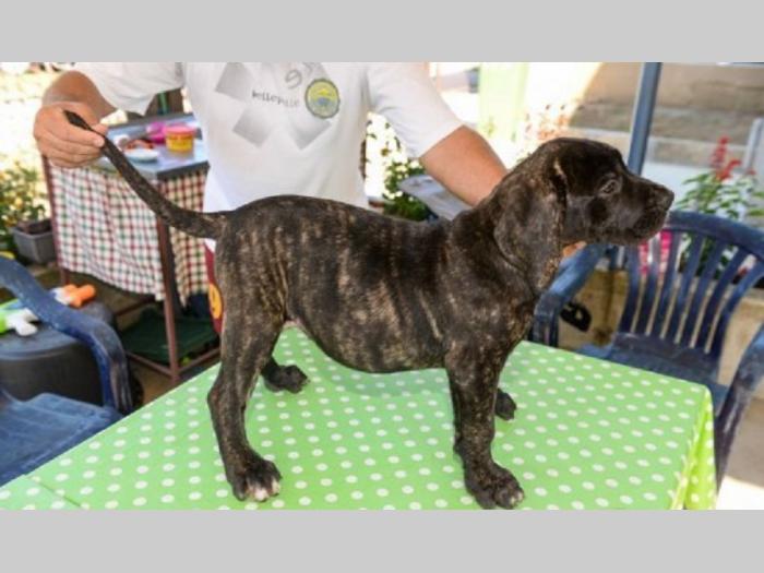 štenci rase dogo canario (presa canario) besplatni mali oglasi