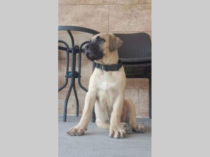 štenci rase dogo canario (presa canario) besplatni mali oglasi