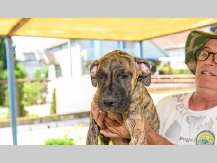 štenci rase dogo canario (presa canario) besplatni mali oglasi