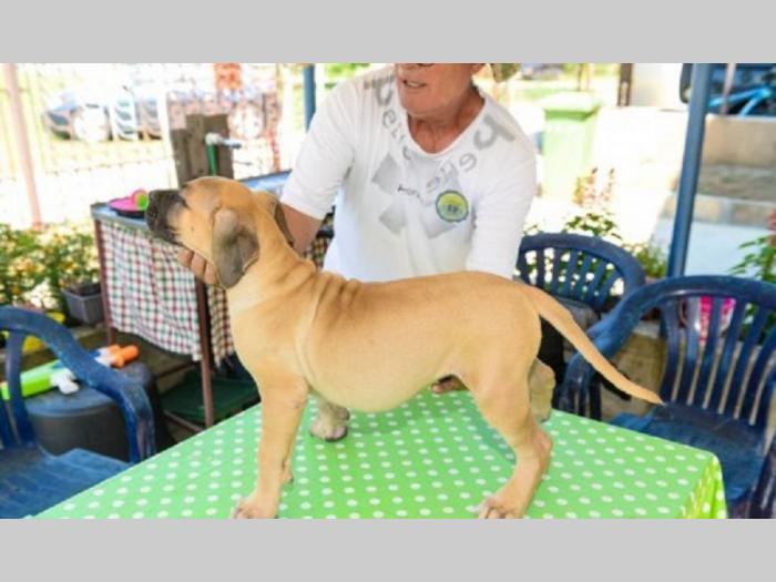 štenci rase dogo canario (presa canario) besplatni mali oglasi