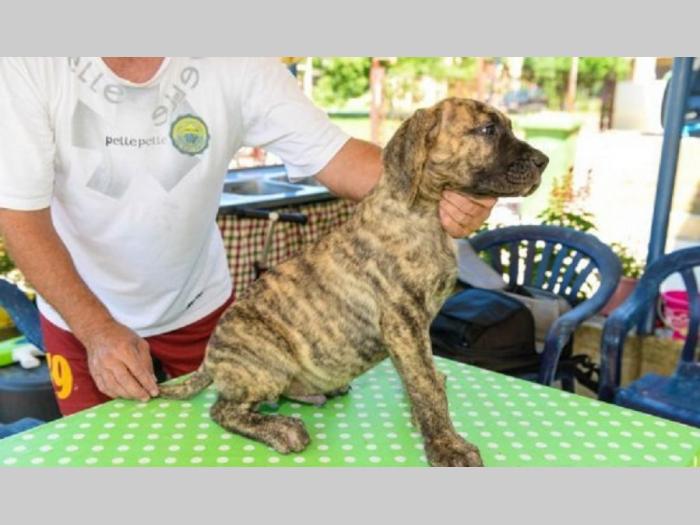 štenci rase dogo canario (presa canario) besplatni mali oglasi