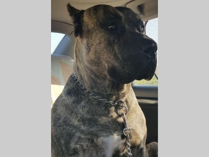štenci rase dogo canario (presa canario) besplatni mali oglasi