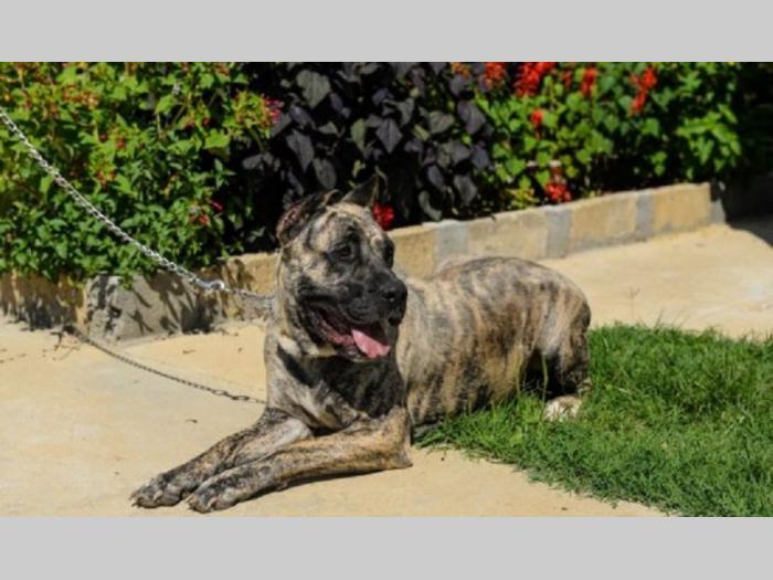 štenci rase dogo canario (presa canario) besplatni mali oglasi