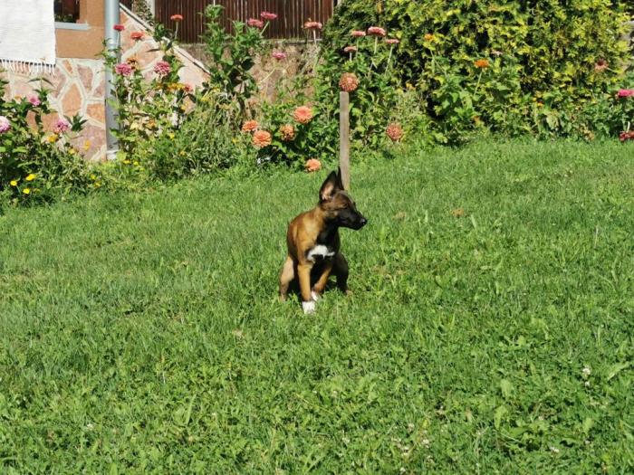 belgijski ovčar štenci besplatni mali oglasi