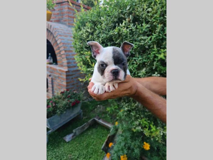 francuski buldog muško štene od 50 dana besplatni mali oglasi