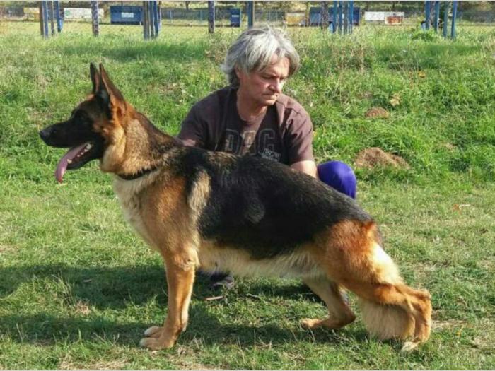 nemački ovčar štenci besplatni mali oglasi