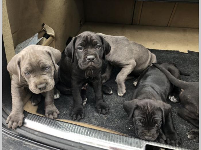na prodaju štenci cane corso besplatni mali oglasi