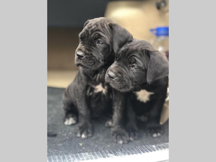 na prodaju štenci cane corso besplatni mali oglasi
