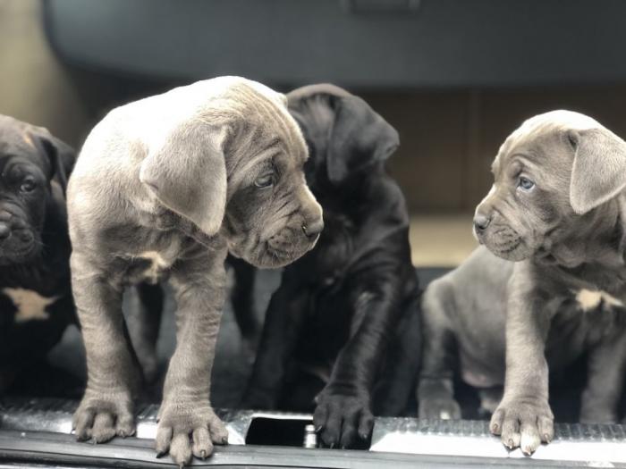 na prodaju štenci cane corso besplatni mali oglasi