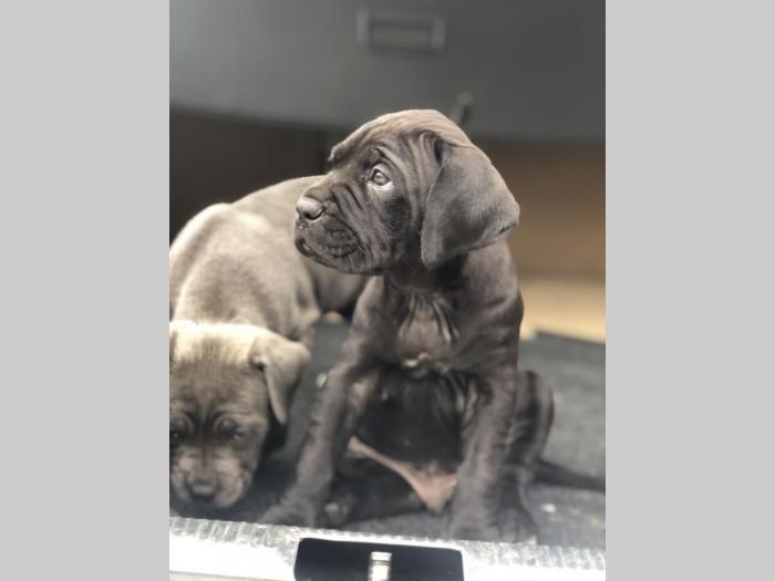 na prodaju štenci cane corso besplatni mali oglasi
