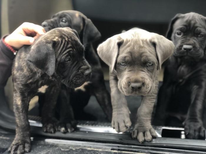 na prodaju štenci cane corso besplatni mali oglasi