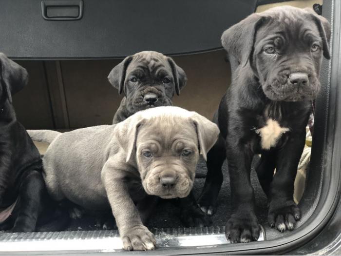 na prodaju štenci cane corso besplatni mali oglasi