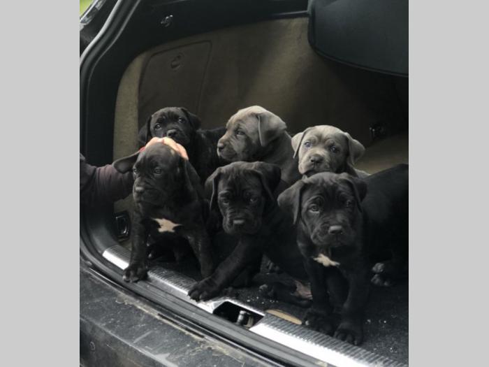 na prodaju štenci cane corso besplatni mali oglasi