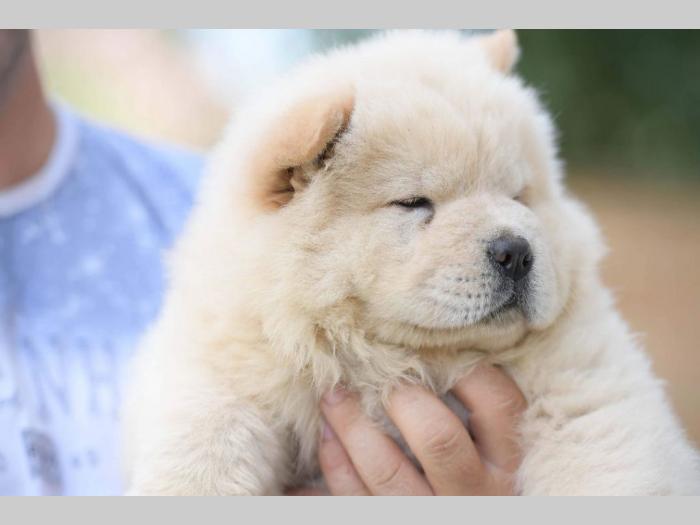 chow chow mužjak na prodaju besplatni mali oglasi