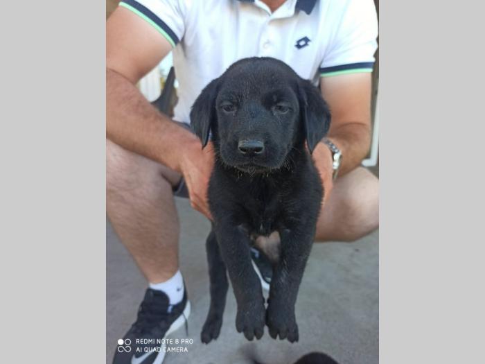 preslatki štenci labradora na prodaju besplatni mali oglasi
