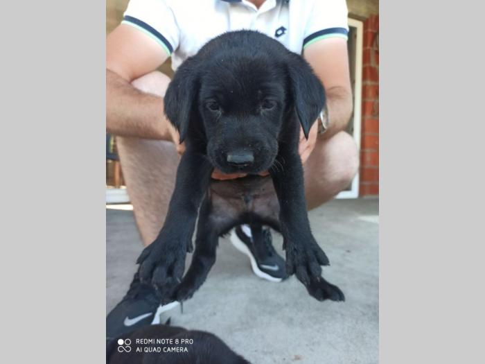 preslatki štenci labradora na prodaju besplatni mali oglasi