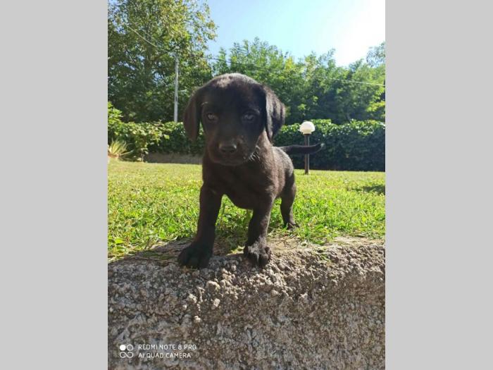 preslatki štenci labradora na prodaju besplatni mali oglasi