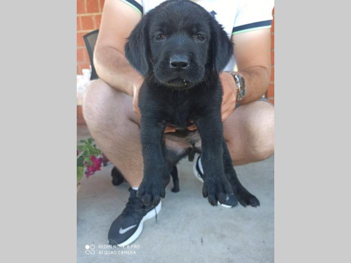 preslatki štenci labradora na prodaju besplatni mali oglasi