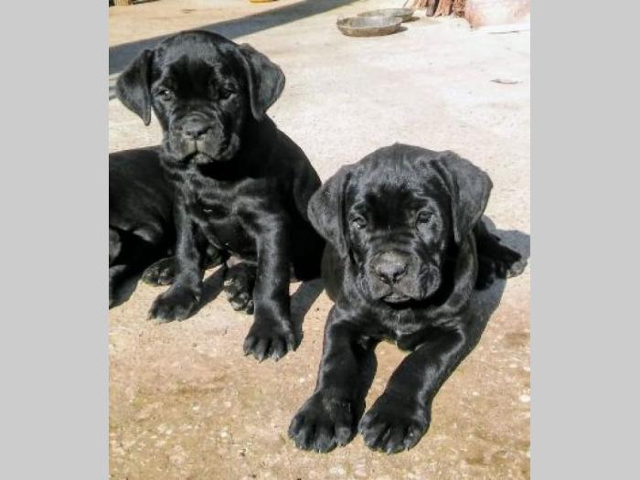 kane korso štenci besplatni mali oglasi
