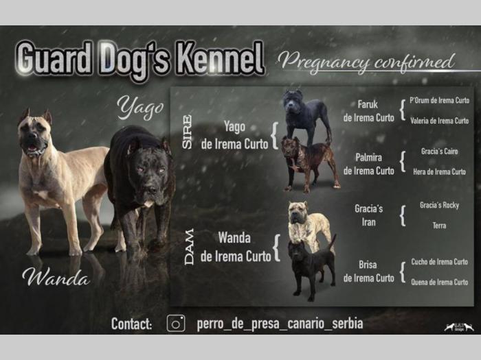 perro de presa de kamnar besplatni mali oglasi