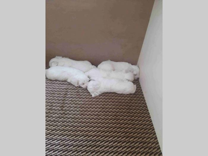 šetnci maltezer na prodaju besplatni mali oglasi