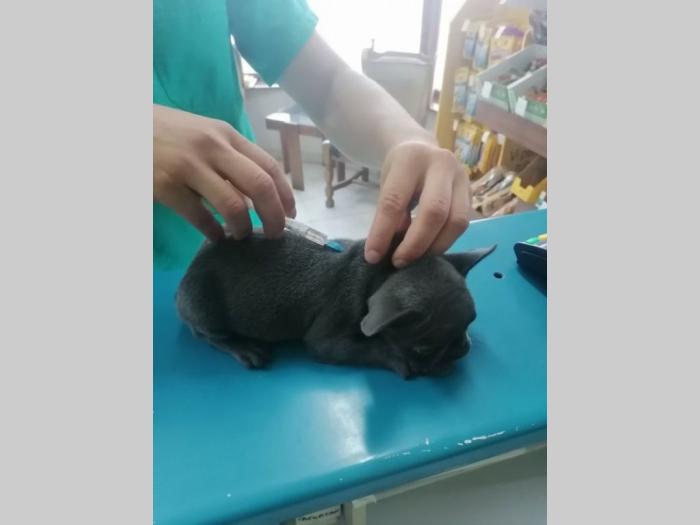 francuski buldog štenci plave boje besplatni mali oglasi