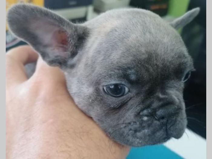 francuski buldog štenci plave boje besplatni mali oglasi