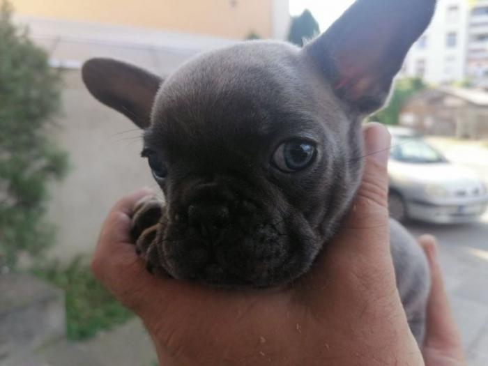 francuski buldog štenci plave boje besplatni mali oglasi