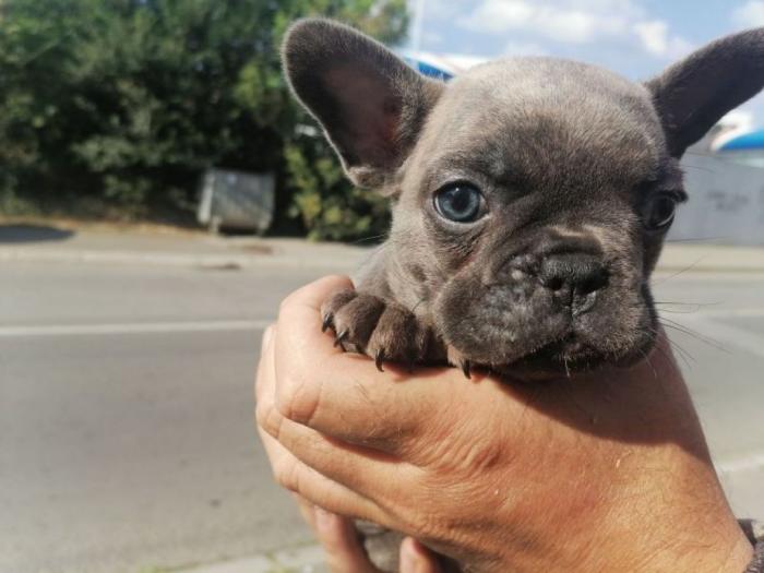 francuski buldog štenci plave boje besplatni mali oglasi