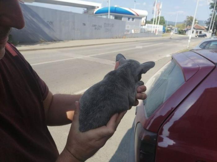 francuski buldog štenci plave boje besplatni mali oglasi