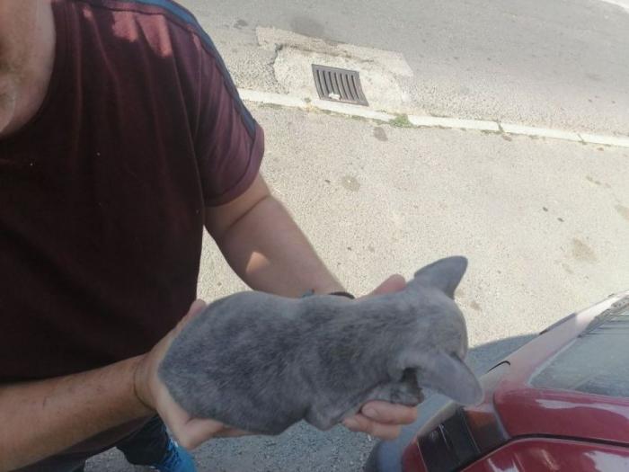 francuski buldog štenci plave boje besplatni mali oglasi