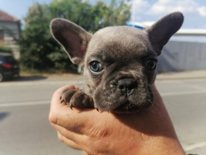 francuski buldog štenci plave boje besplatni mali oglasi