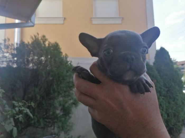 francuski buldog štenci plave boje besplatni mali oglasi