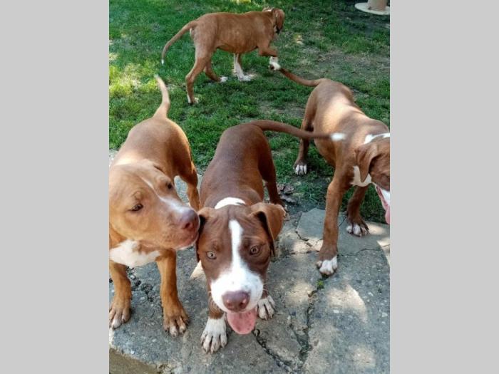 pitbull štenci besplatni mali oglasi