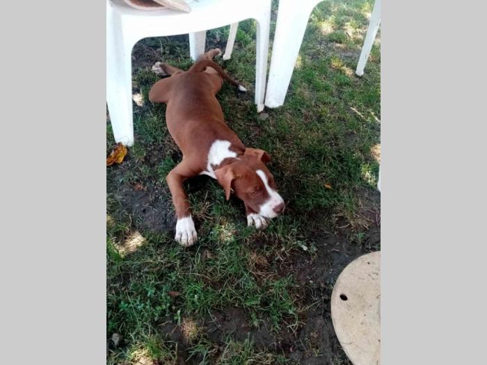 pitbull štenci besplatni mali oglasi