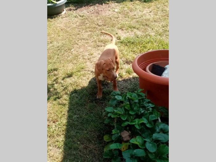 pitbull štenci besplatni mali oglasi