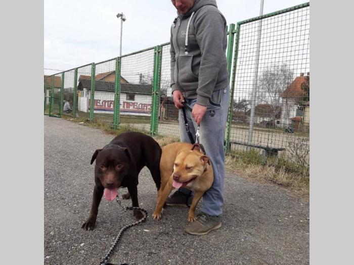 pitbull štenci besplatni mali oglasi